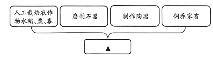 思维导图：人工栽培农作物、磨制石器、制作陶器、饲养家畜汇聚到①